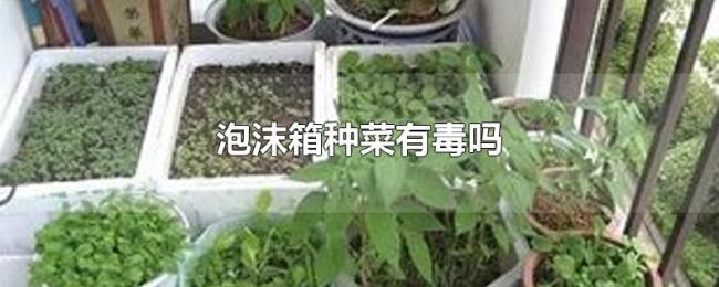 泡沫箱种菜有毒吗