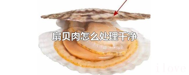 扇贝肉怎么处理干净