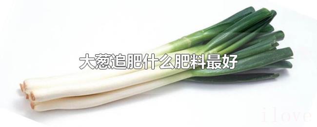 大葱追肥什么肥料最好 大葱追肥什么肥料最好