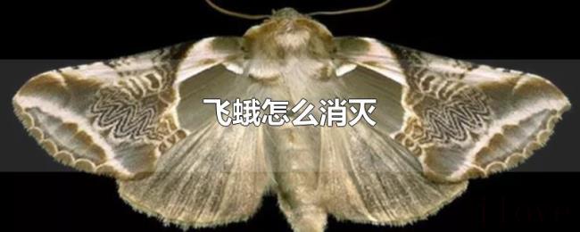 飞蛾怎么消灭