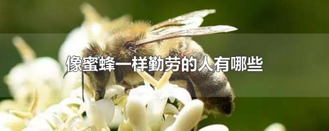 像蜜蜂一样勤劳的人有哪些