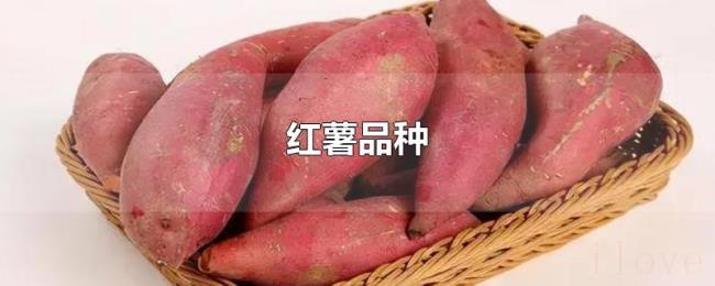 红薯品种 红薯品种