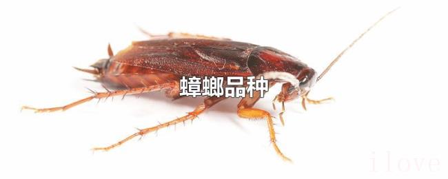 蟑螂品种