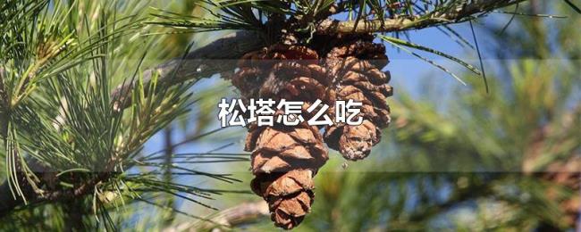 松塔怎么吃 松塔怎么吃