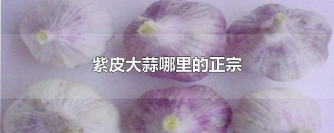 紫皮大蒜哪里的正宗