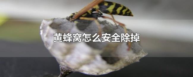 黄蜂窝怎么安全除掉 黄蜂窝怎么安全除掉