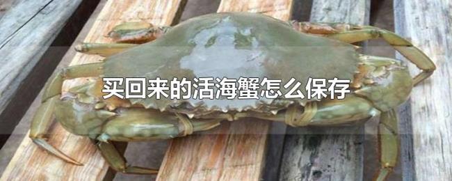 买回来的活海蟹怎么保存 买回来的活海蟹怎么保存