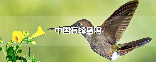 中国有蜂鸟吗