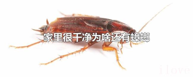 家里很干净为啥还有蟑螂