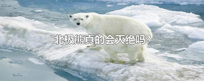 北极熊真的会灭绝吗? 北极熊真的会灭绝吗?