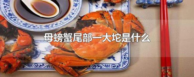 母螃蟹尾部一大坨是什么
