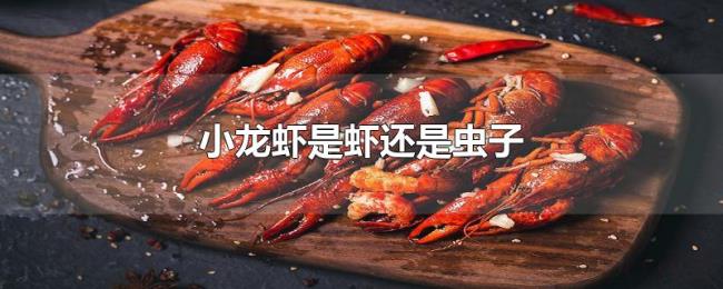 小龙虾是虾还是虫子 小龙虾是虾还是虫子