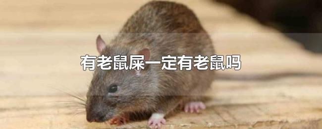 有老鼠屎一定有老鼠吗 有老鼠屎一定有老鼠吗