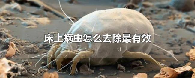 床上螨虫怎么去除最有效 床上螨虫怎么去除最有效