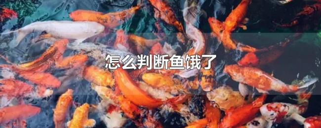 怎么判断鱼饿了 怎么判断鱼饿了