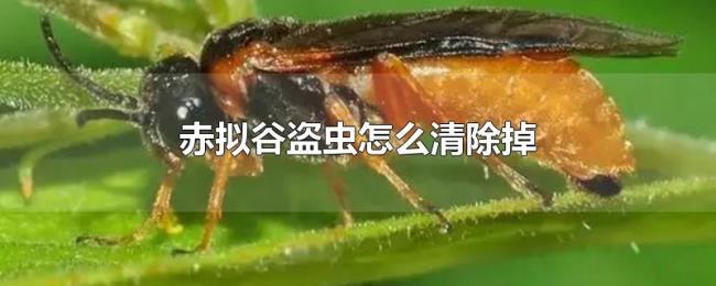 赤拟谷盗虫怎么清除掉 赤拟谷盗虫怎么清除掉