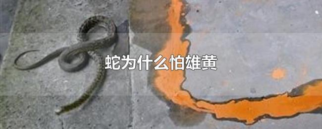 蛇为什么怕雄黄