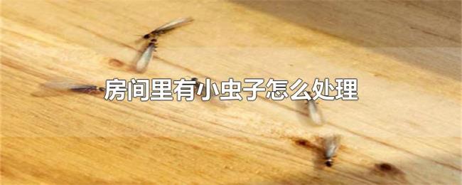 房间里有小虫子怎么处理