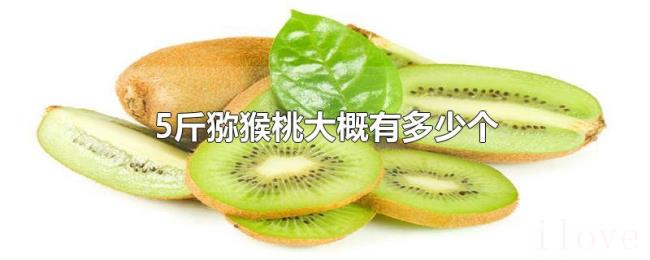 5斤猕猴桃大概有多少个