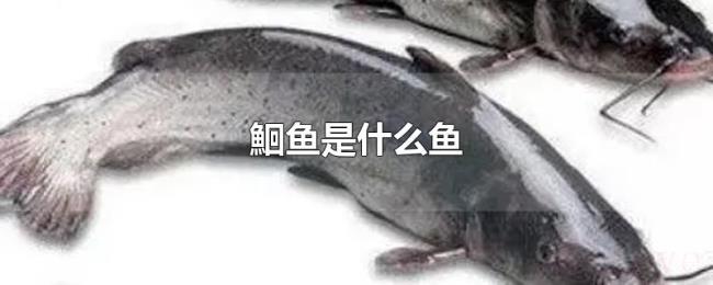 鮰鱼是什么鱼 鮰鱼是什么鱼