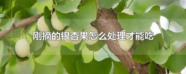 刚摘的银杏果怎么处理才能吃 刚摘的银杏果怎么处理才能吃