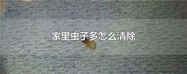 家里虫子多怎么清除 家里虫子多怎么清除