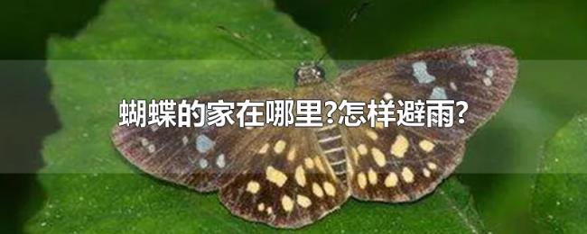 蝴蝶的家在哪里?怎样避雨? 蝴蝶的家在哪里?怎样避雨?