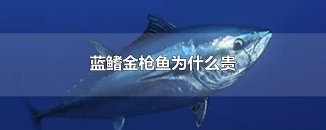 蓝鳍金枪鱼为什么贵 蓝鳍金枪鱼为什么贵