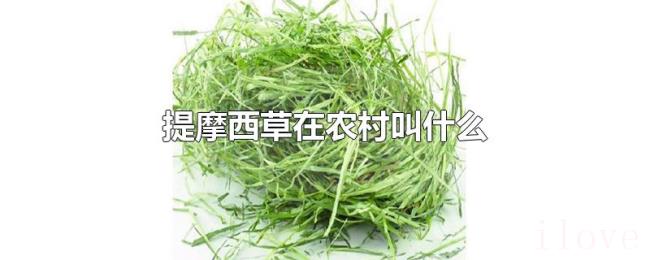 提摩西草在农村叫什么