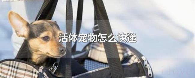 活体宠物怎么快递