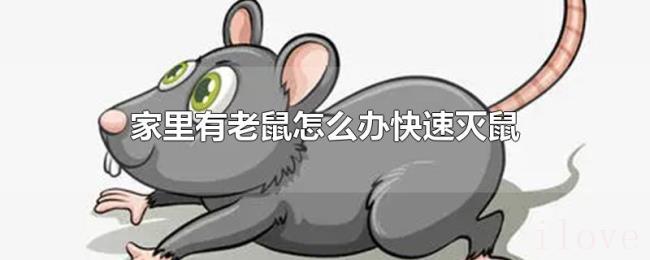 家里有老鼠怎么办快速灭鼠 家里有老鼠怎么办快速灭鼠
