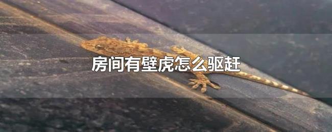 房间有壁虎怎么驱赶