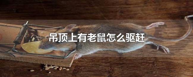 吊顶上有老鼠怎么驱赶 吊顶上有老鼠怎么驱赶