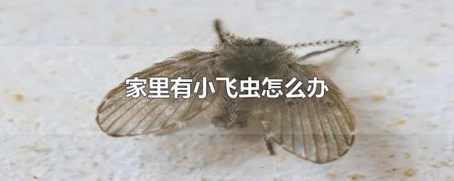 家里有小飞虫怎么办 家里有小飞虫怎么办