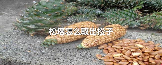 松塔怎么取出松子 松塔怎么取出松子