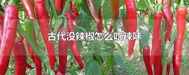 古代没辣椒怎么吃辣味