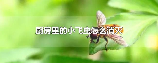 厨房里的小飞虫怎么消灭 厨房里的小飞虫怎么消灭