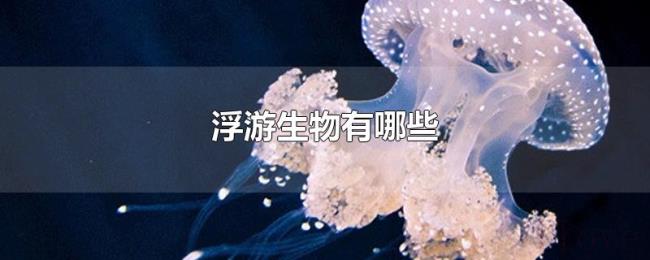 浮游生物有哪些 浮游生物有哪些