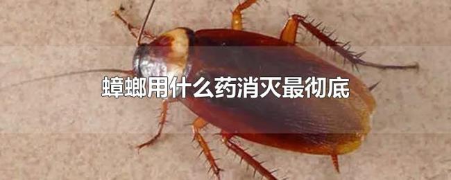 蟑螂用什么药消灭最彻底