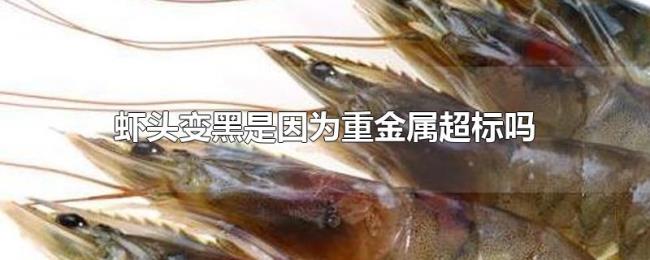 虾头变黑是因为重金属超标吗 虾头变黑是因为重金属超标吗