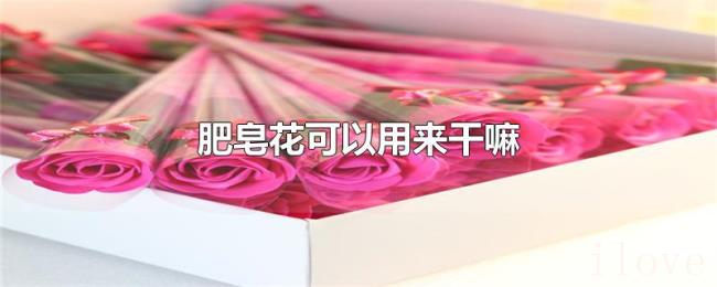 肥皂花可以用来干嘛
