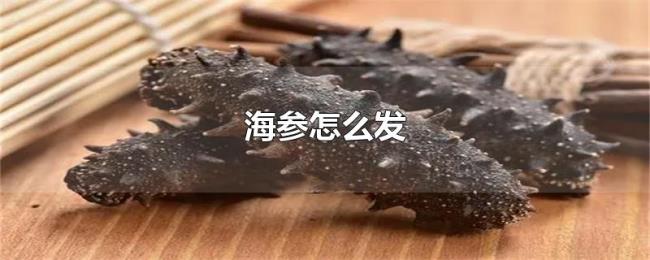 海参怎么发