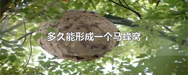 多久能形成一个马蜂窝