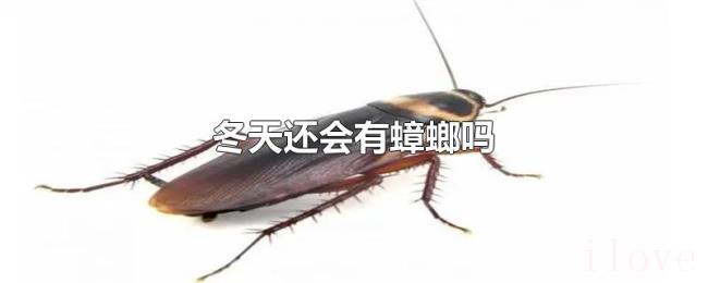 冬天还会有蟑螂吗