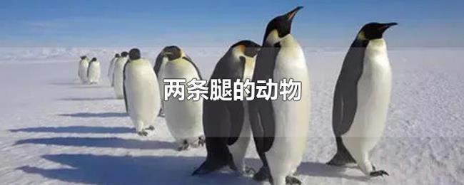 两条腿的动物 两条腿的动物