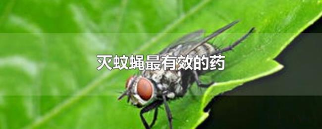 灭蚊蝇最有效的药