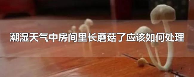 潮湿天气中房间里长蘑菇了应该如何处理 潮湿天气中房间里长蘑菇了应该如何处理