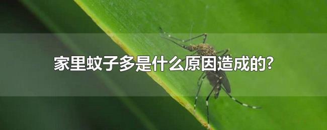 家里蚊子多是什么原因造成的?