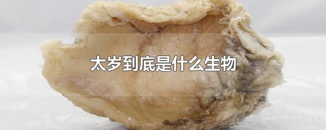 太岁到底是什么生物