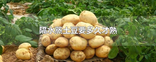 隔水蒸土豆要多久才熟